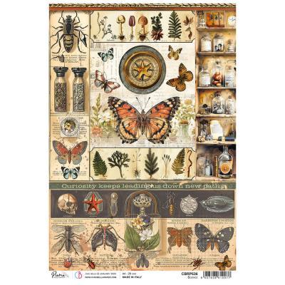 Ciao Bella Cabinet of Curiosities - Science
