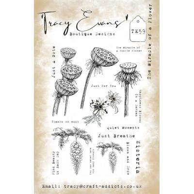Tracy Evans Stempel - The Miracle Of A Flower